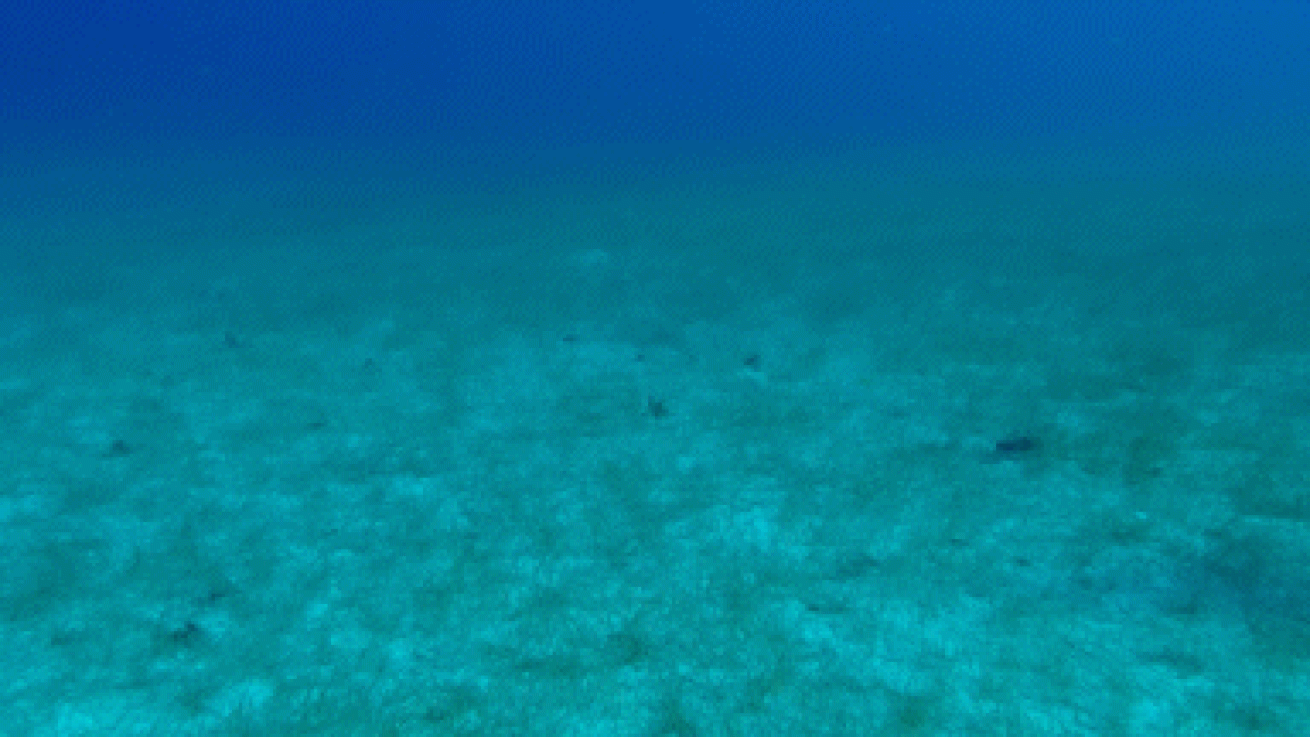 Caribbean reef shark