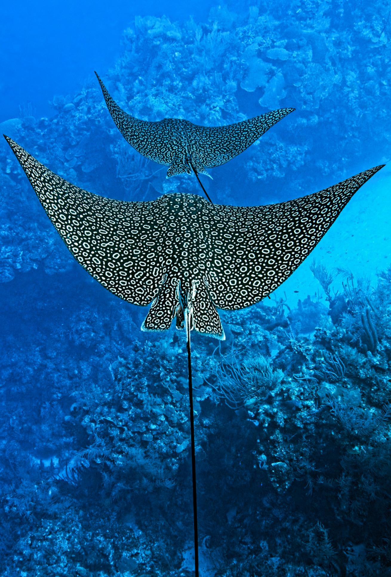 Eagle rays