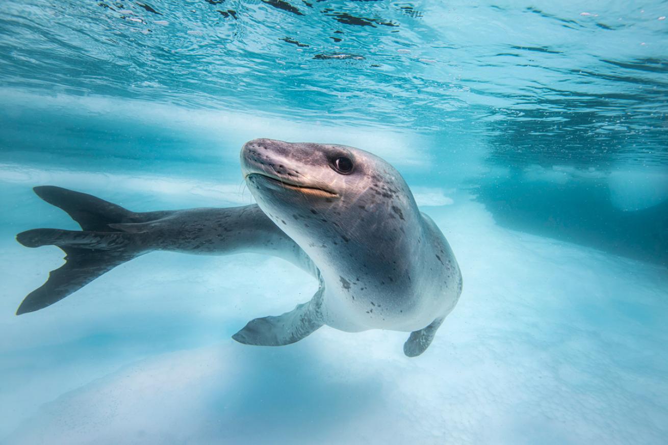 Leopard seal