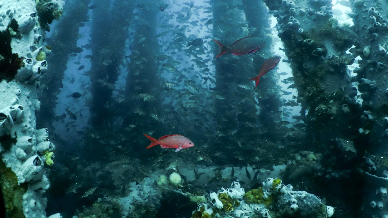 Artificial Reef MX-1. Los Organos, Piura, Peru. 