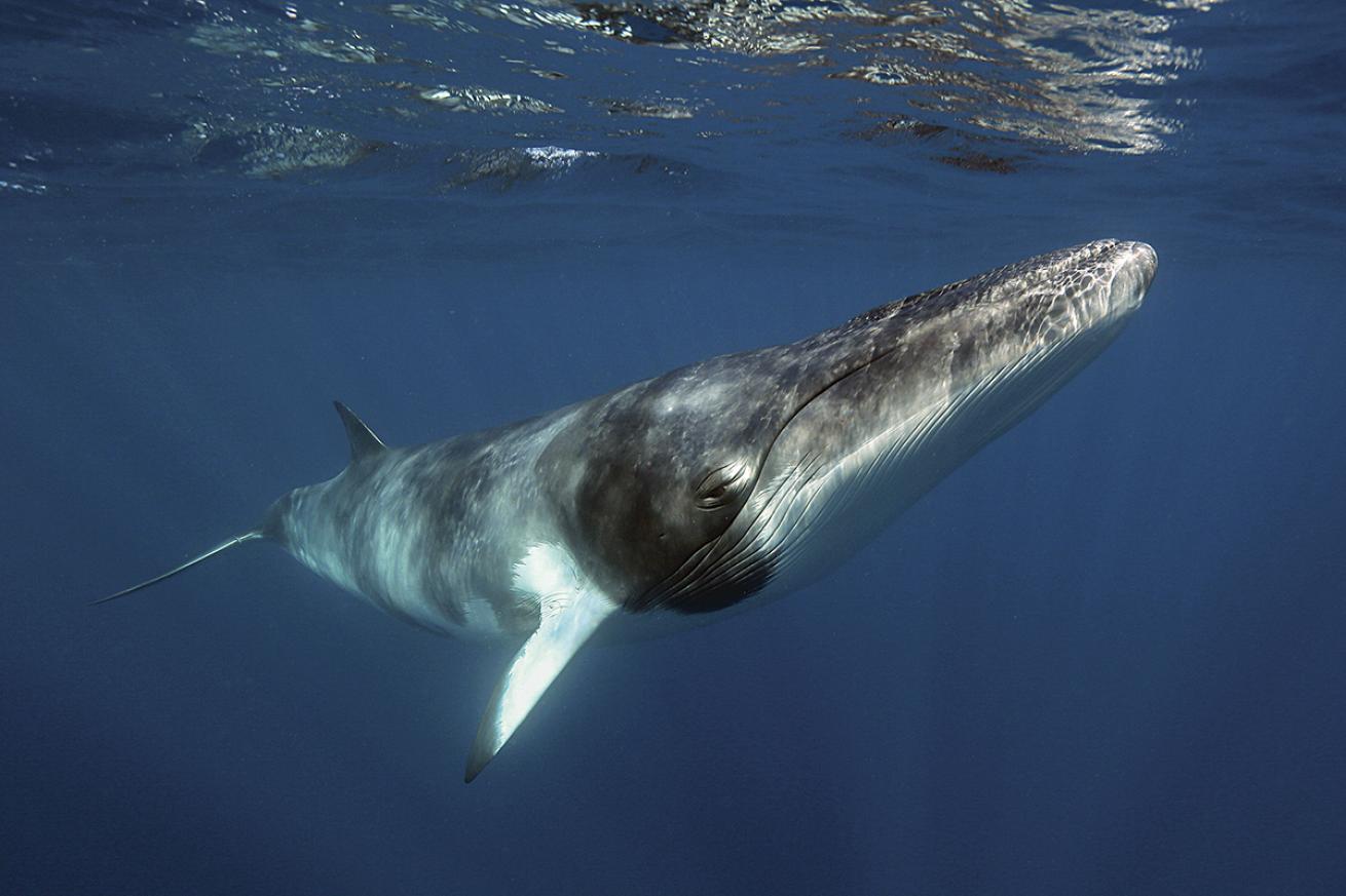 Minke whale