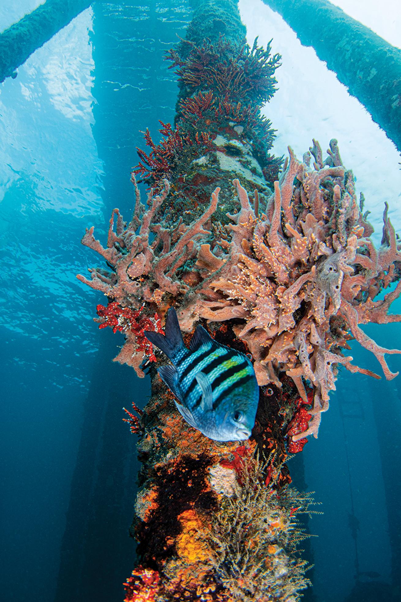 blue heron bridge scuba diving