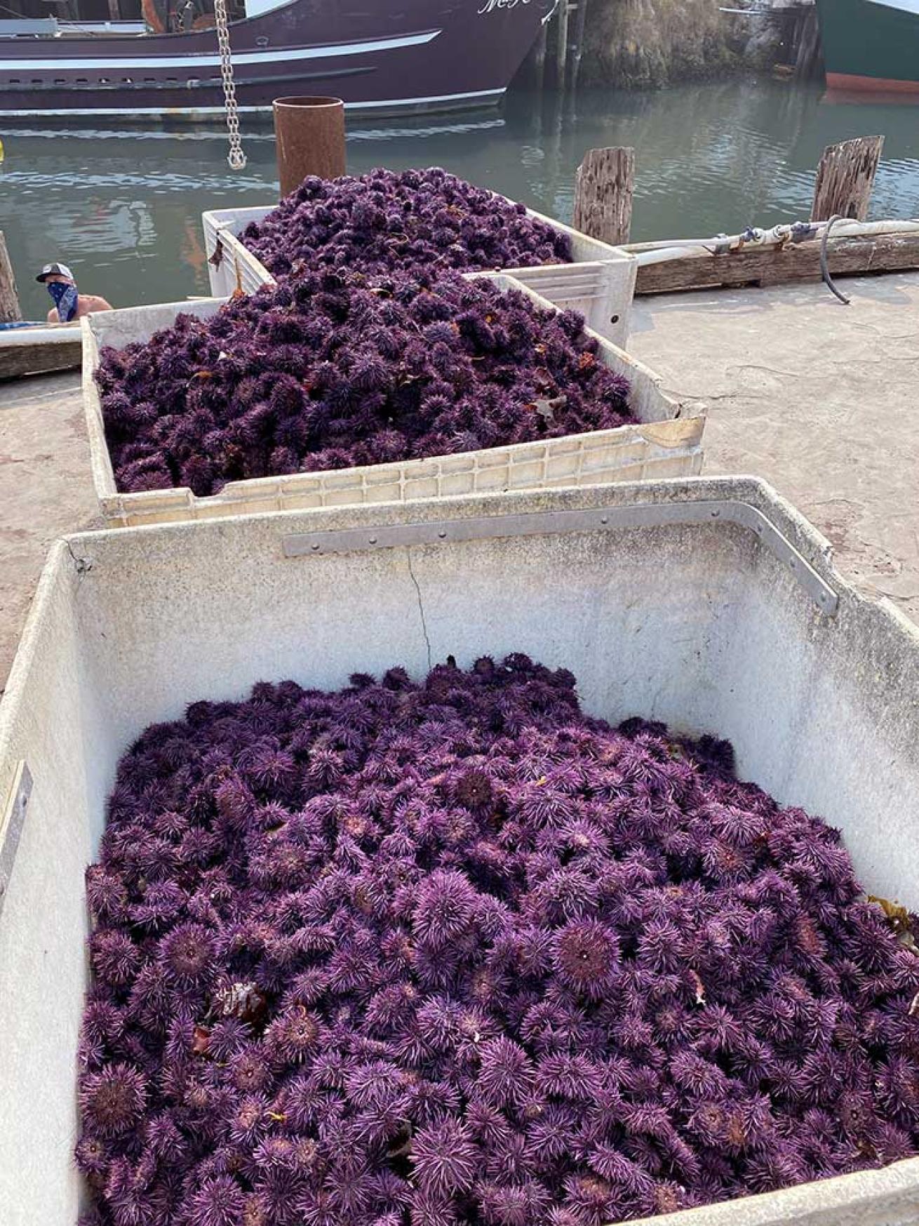 Collections of purple urchins