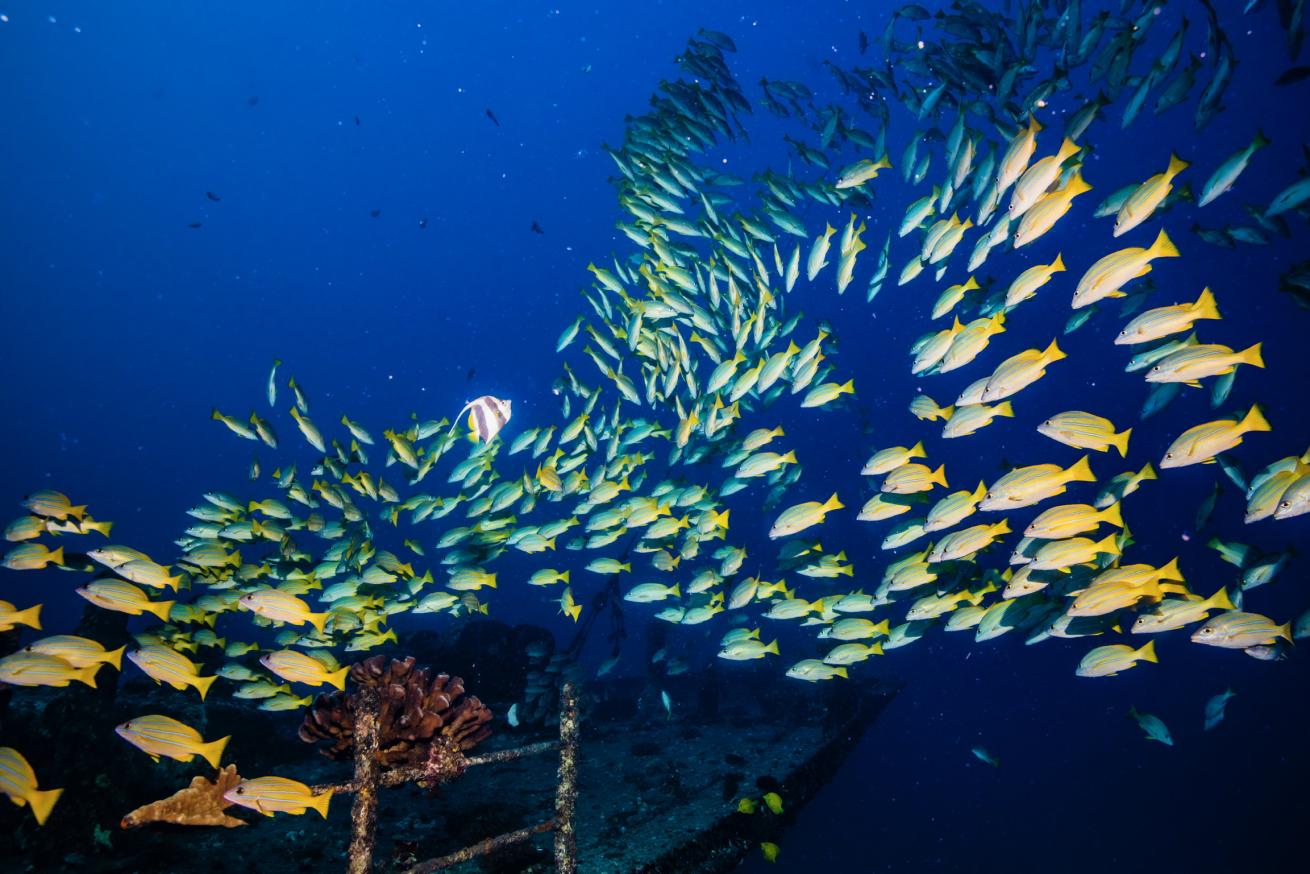 School of fish underwater.