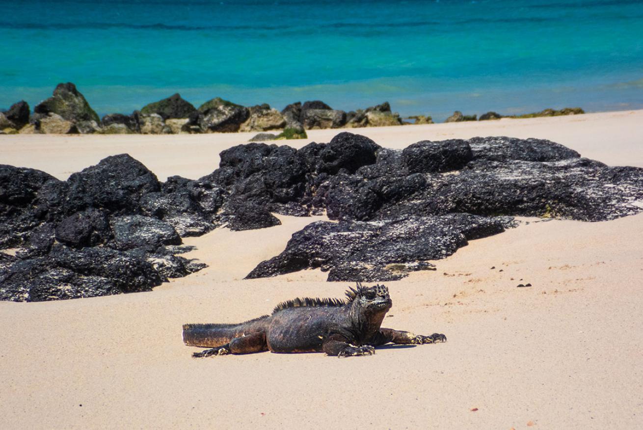 Land Iguanas Galapagos