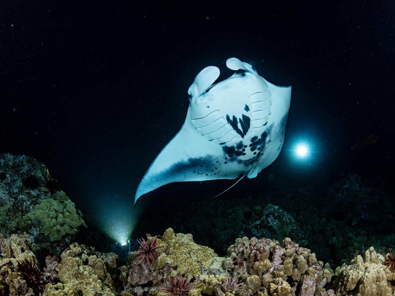 Manta in the ocean at night.