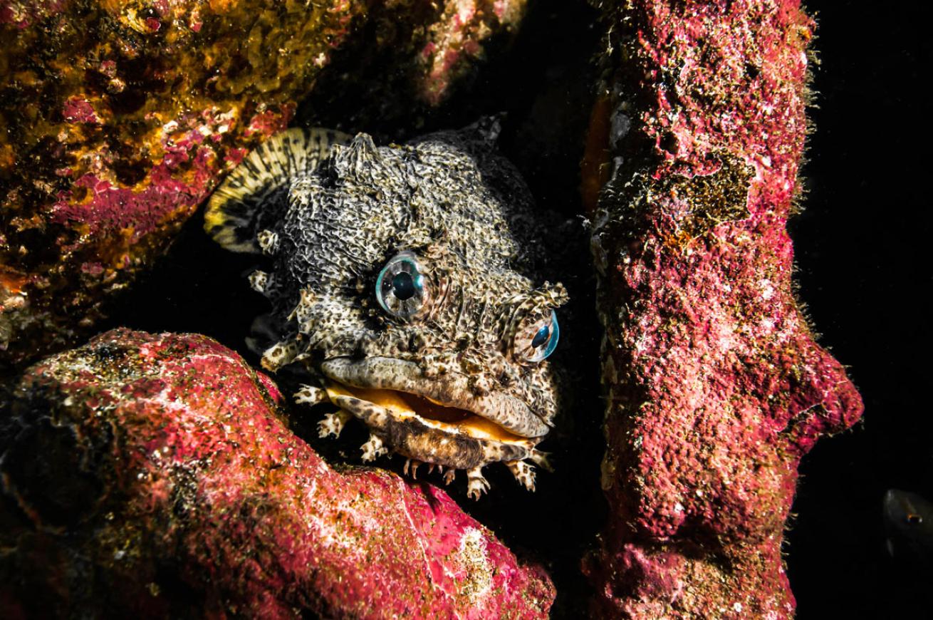 oyster toadfish