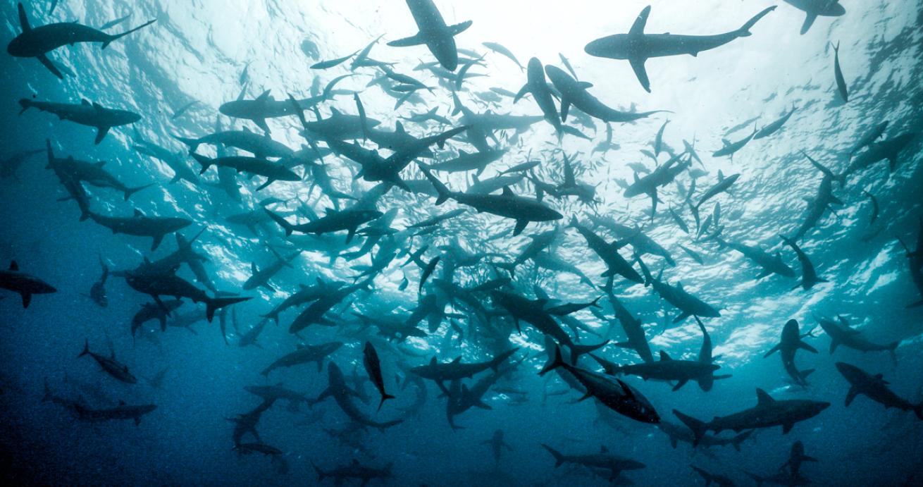 Silky sharks feed on a baitball of juvenile jacks.