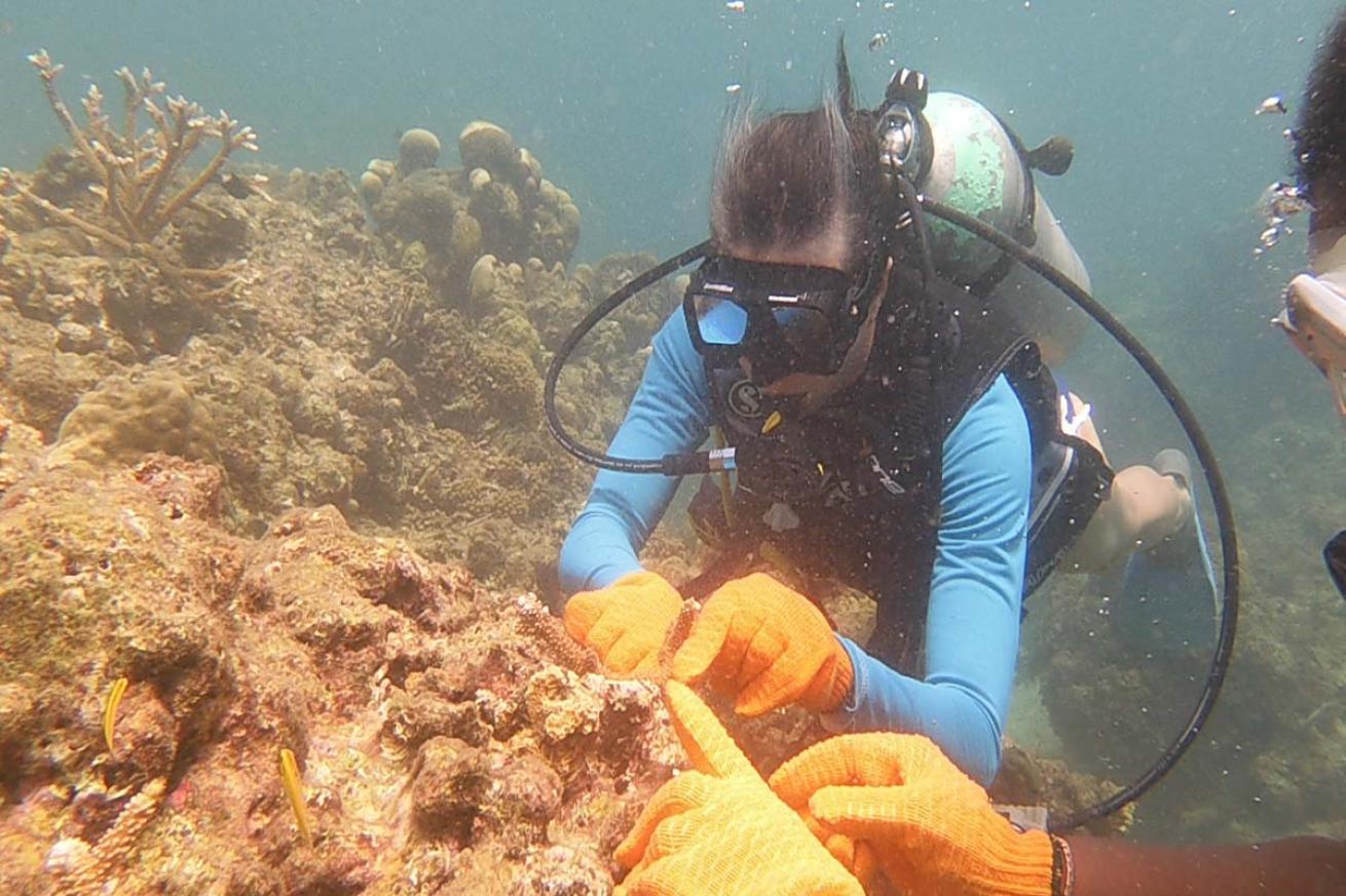 Reef outplanting