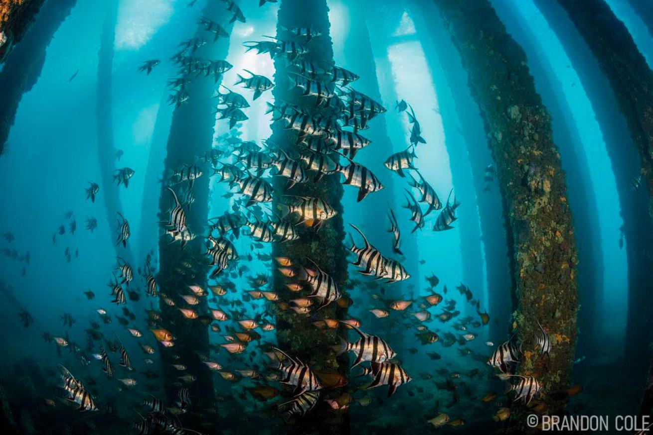 South Australia Jetty Dive