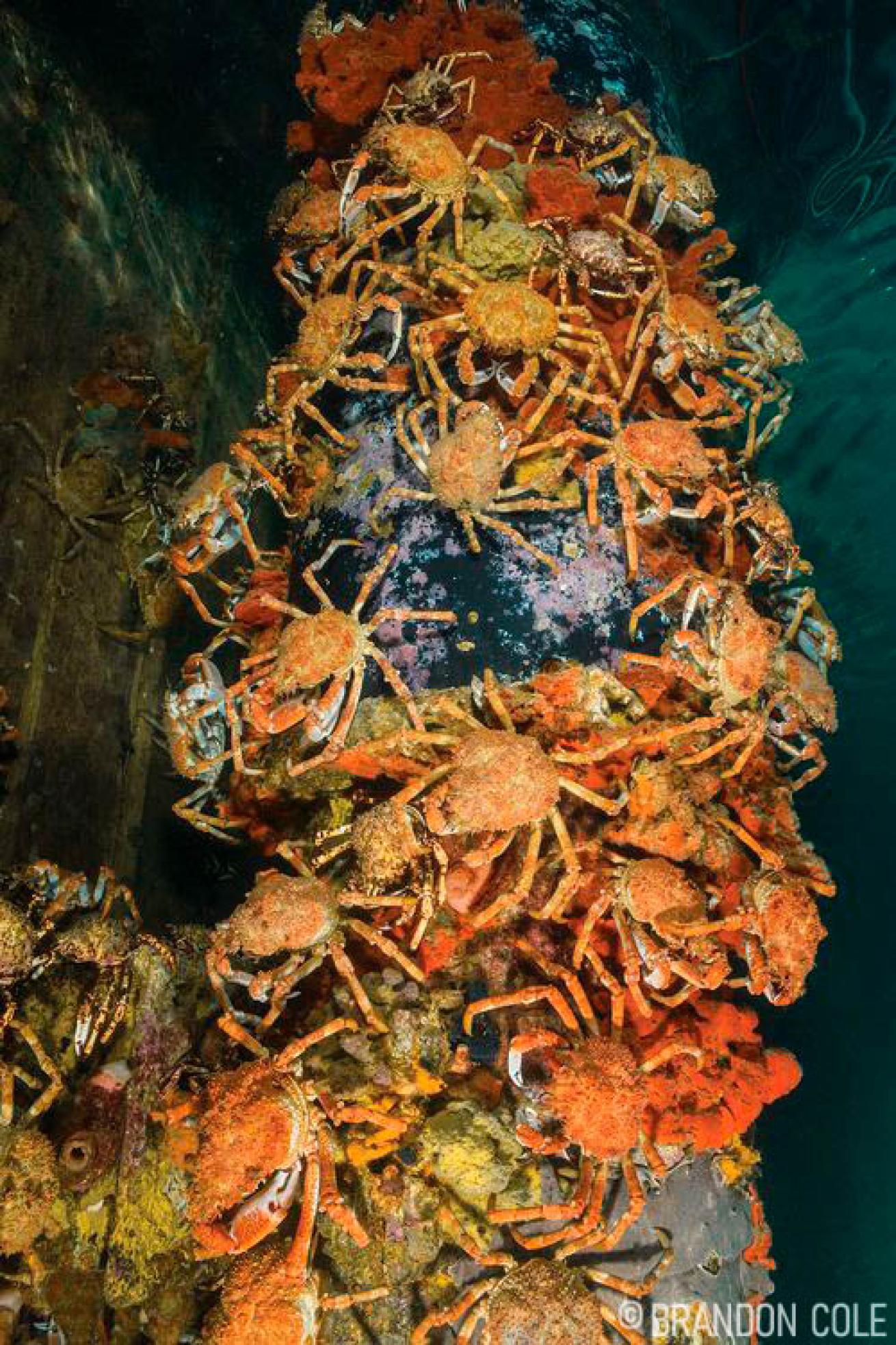 Blairgowrie Pier Australia