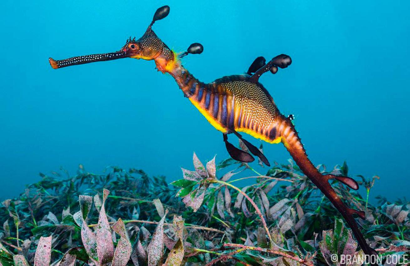 Weedy Seadragon Australia