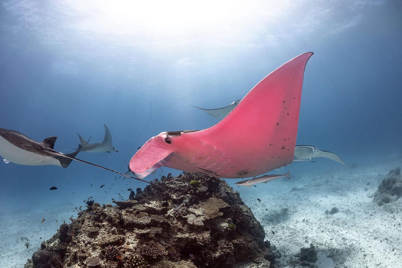 Pink Manta Ray Australia