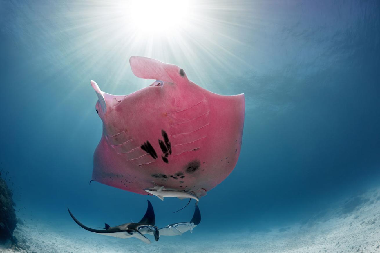 Pink Manta Ray Australia