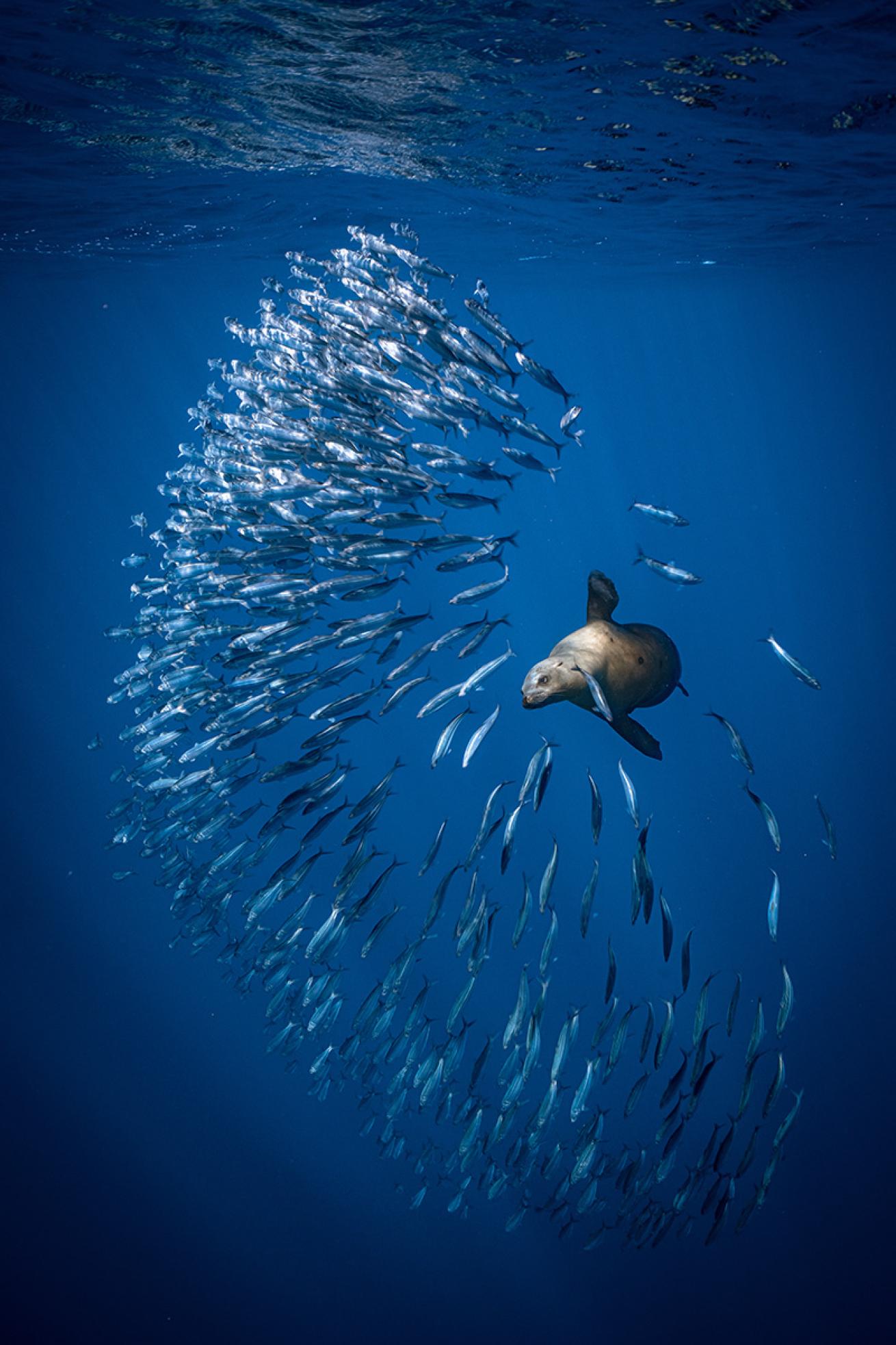 Sea lion hunting