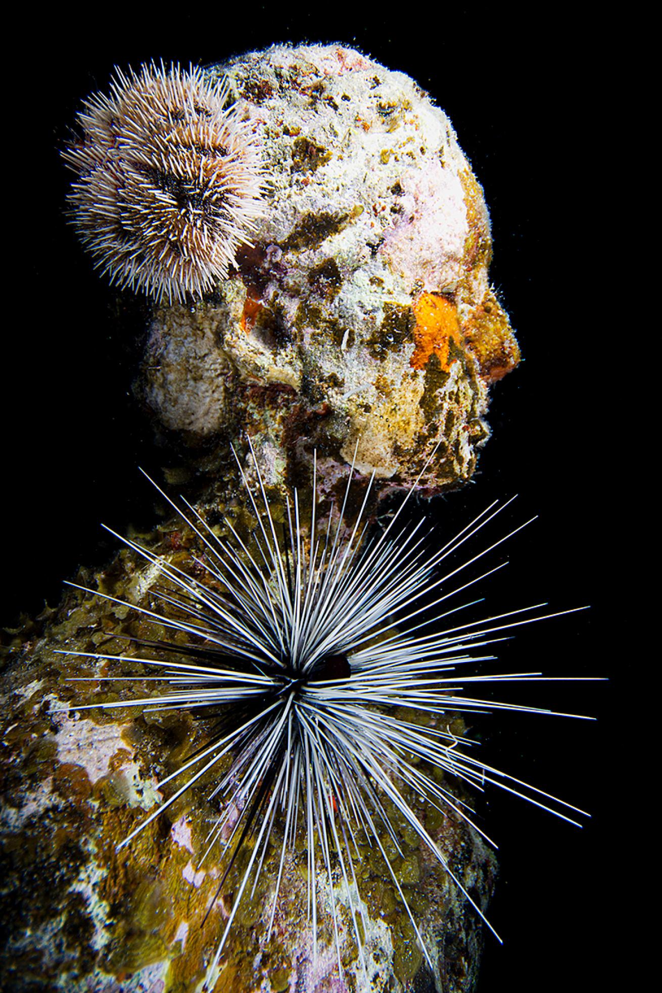 An urchin sits on the shoulder of a sculpture shaped like a woman that is covered in algae. 