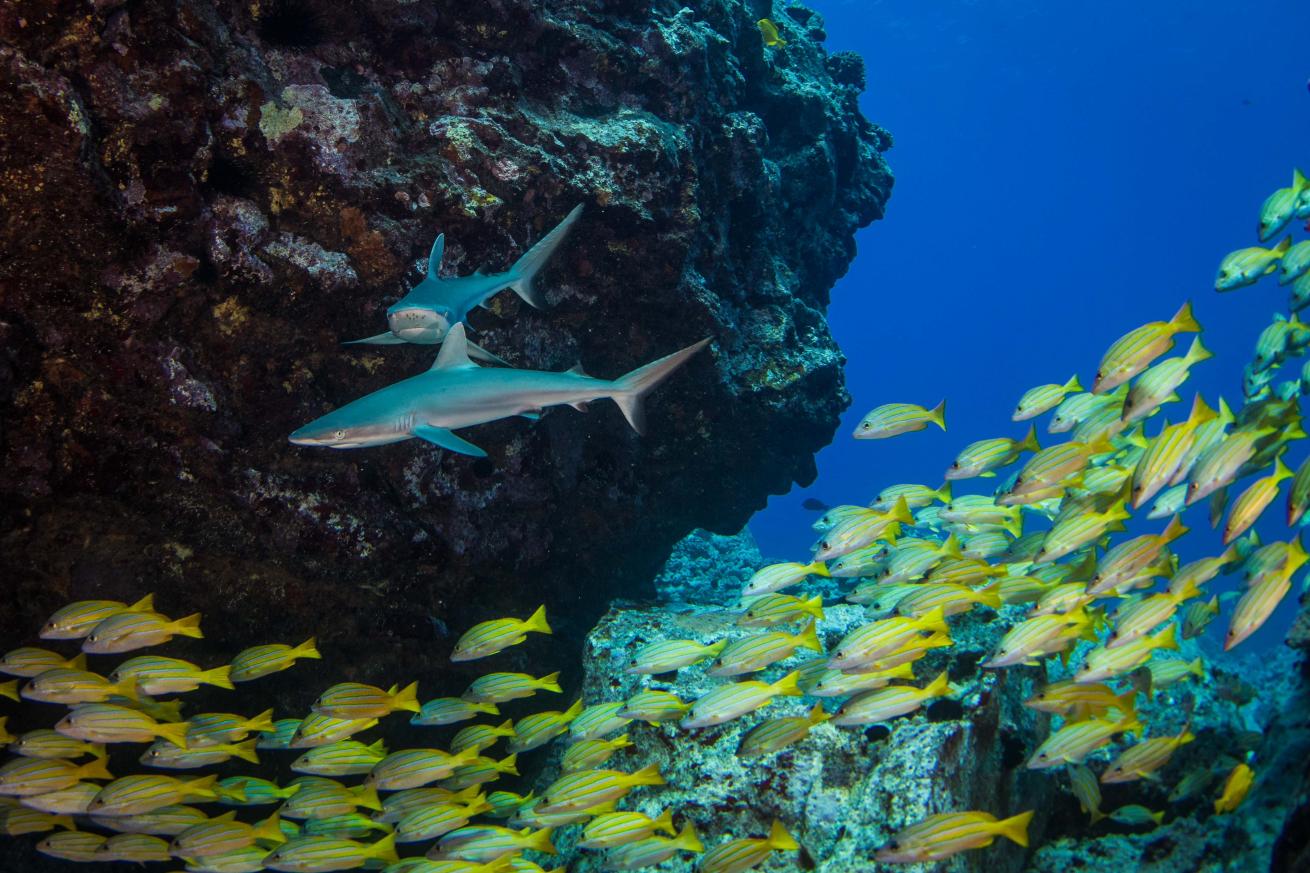 School of fish and a shark underwater