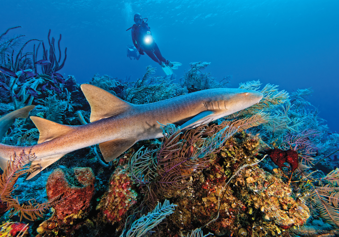 A shark swimming in the ocean