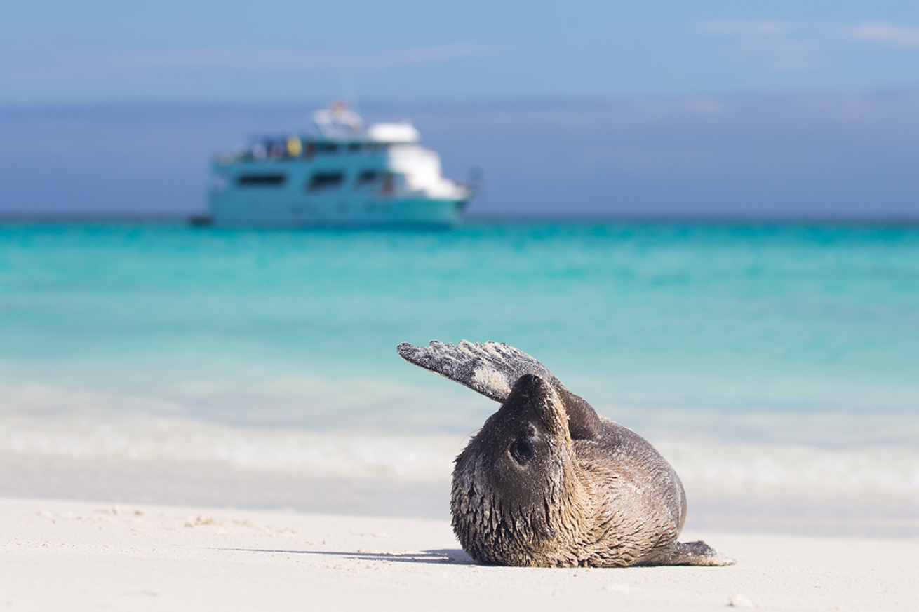 Baby sea lion