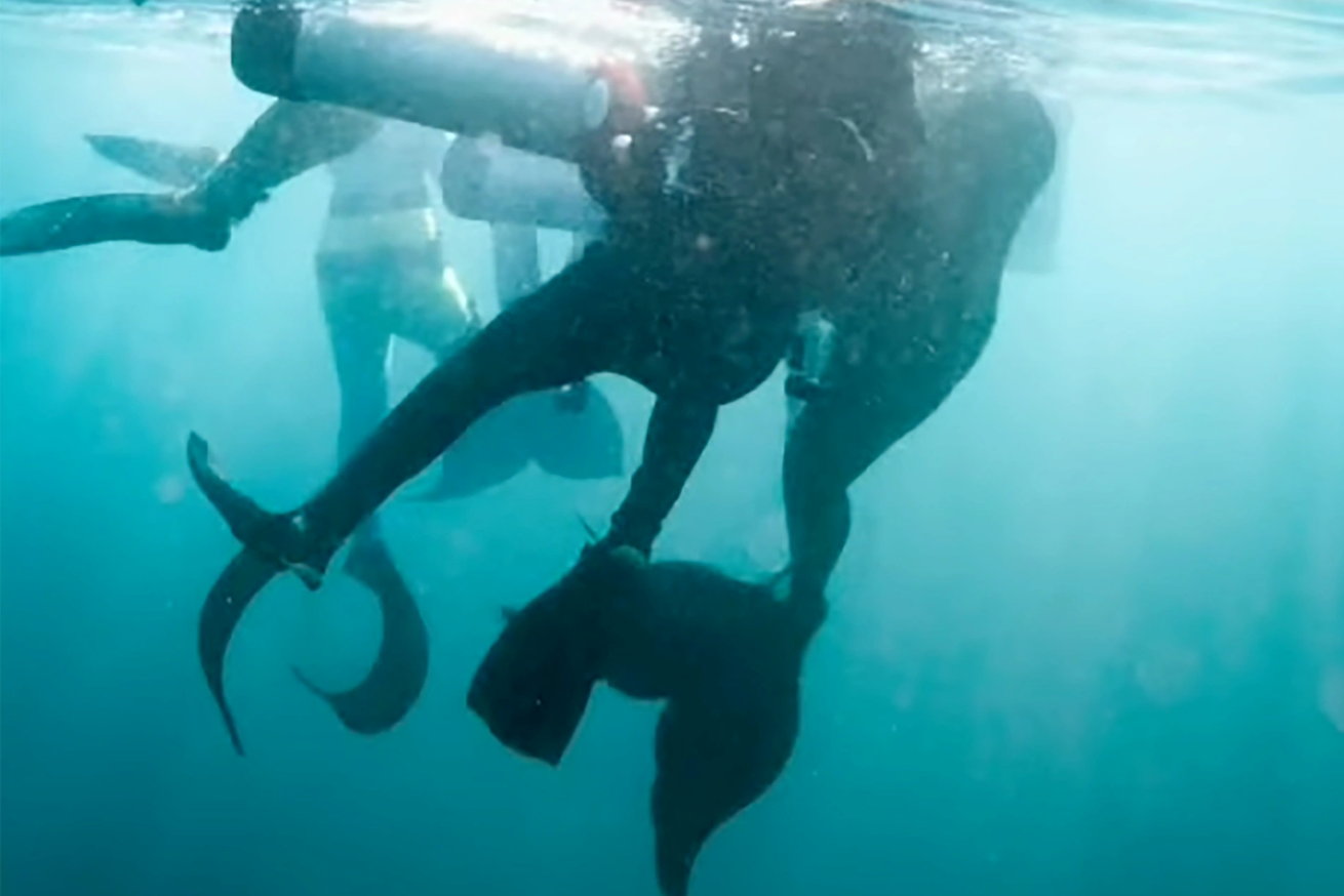 Mermaids at Catalina Island rescue a fellow diver.