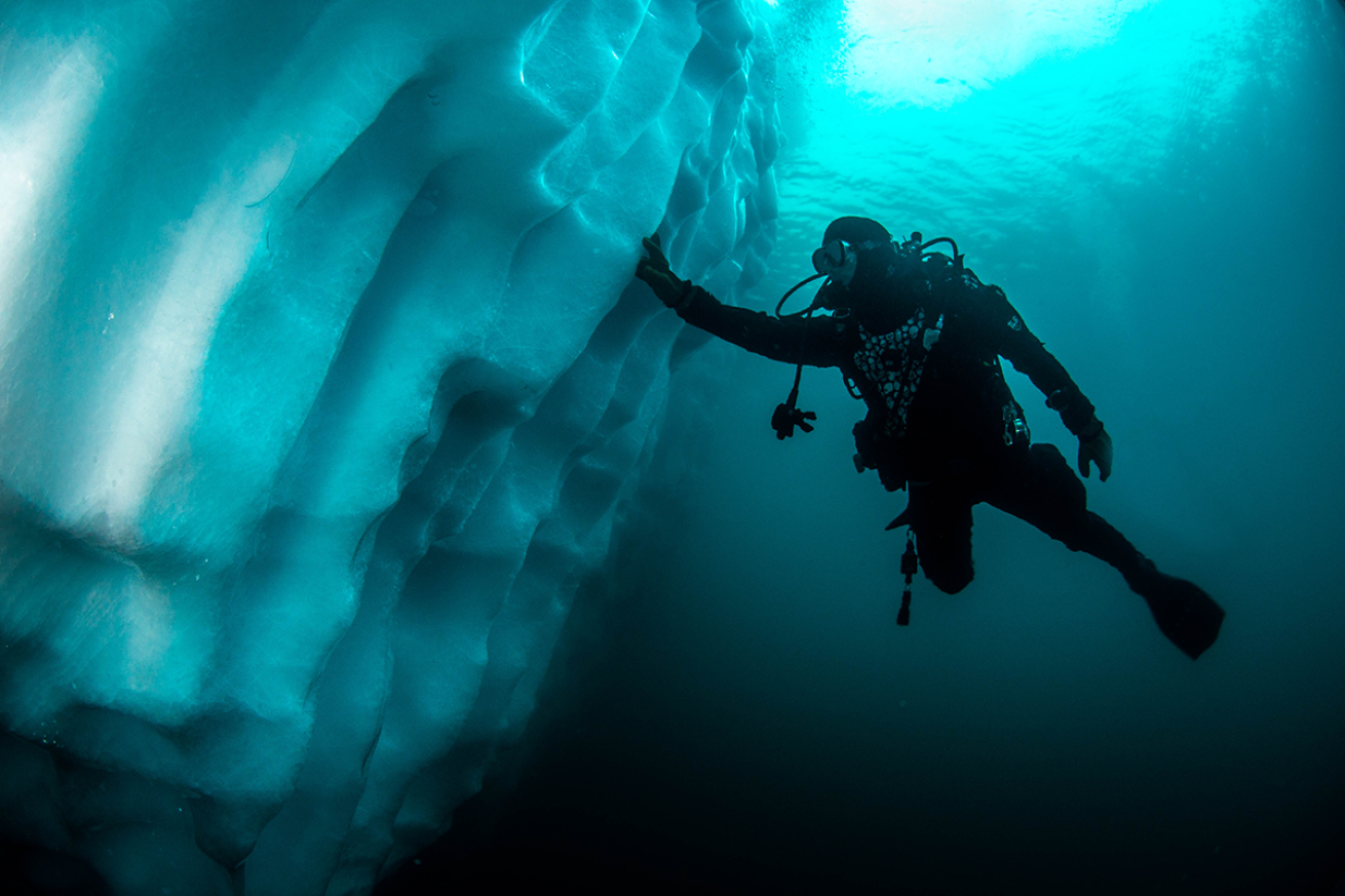 Polar diver touches ice