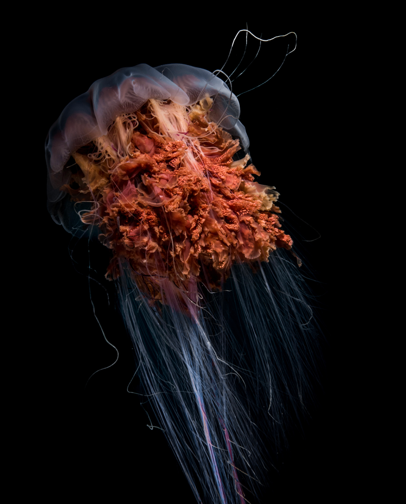 Jellyfish