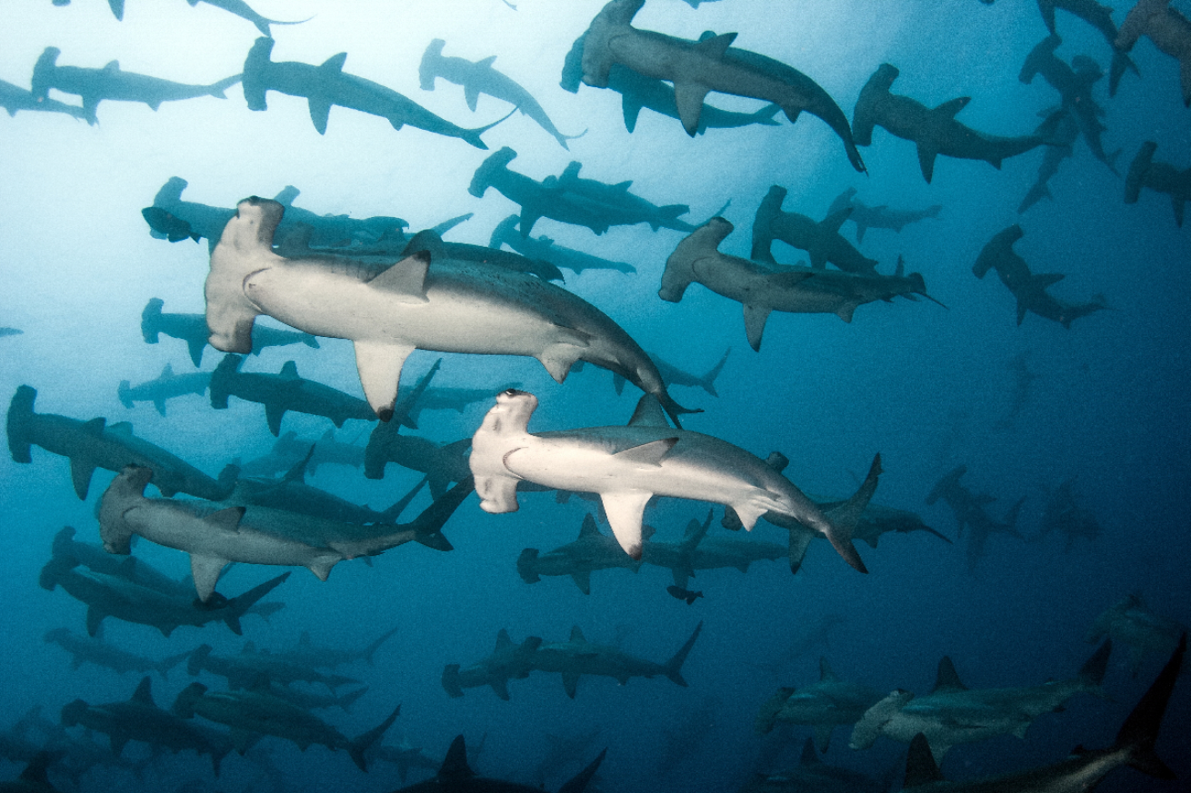 School of scalloped hammerheads