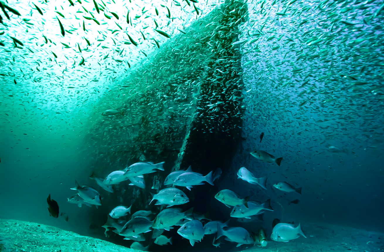 A school of fish swimming in the water